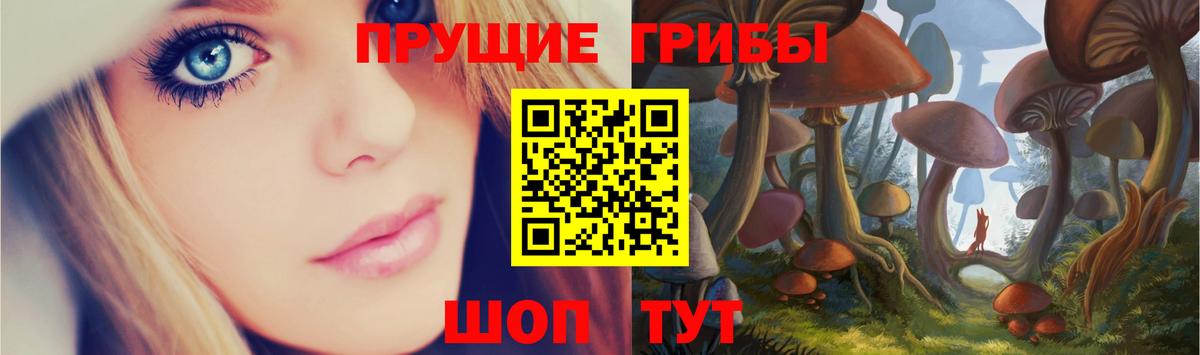 Галлюциногенные грибы Psilocybe Заводоуковск
